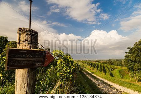 a summer afternoon in the vineyard of Collio, Friuli Venezia-Giulia, Italy