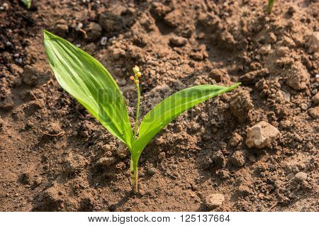 Small Green Plant With Two Leawes Seedling In The Ground.