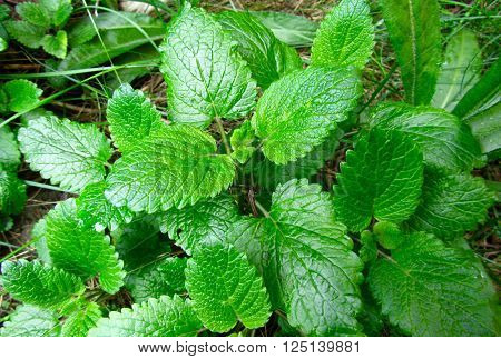 Melissa officinalis lemon balm or balm mint