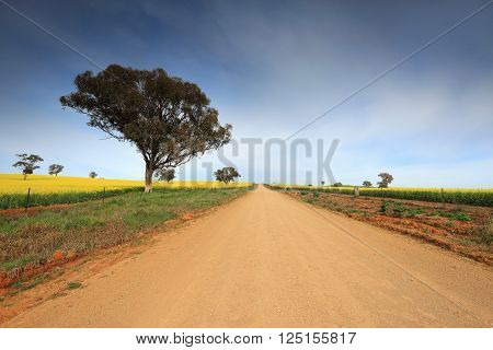 A dirt country road through rural farmland with flowering canola in bloom