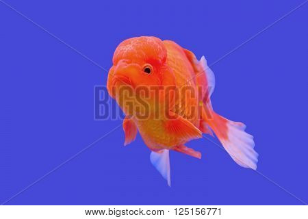 beautiful ranchu or lion head goldfish in fish tank