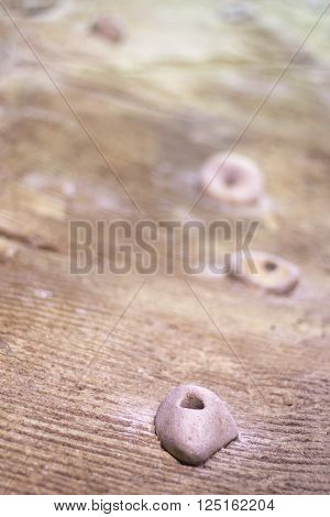 Indoor Climbing Wall Rock Holds