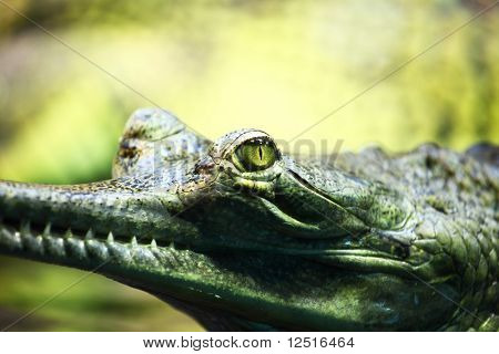 gavial timsah
