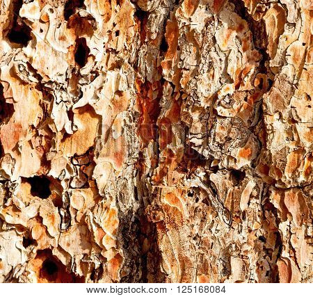 Barck In The Abstract Close Up Of A Tree Color And Texture