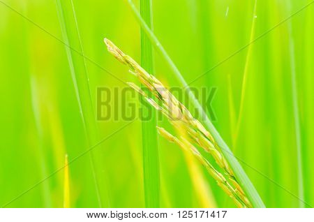 rice plant in the green paddy field