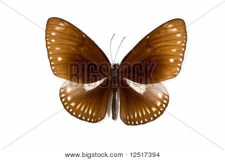 Schmetterling Euploea Carmaralzeman isoliert