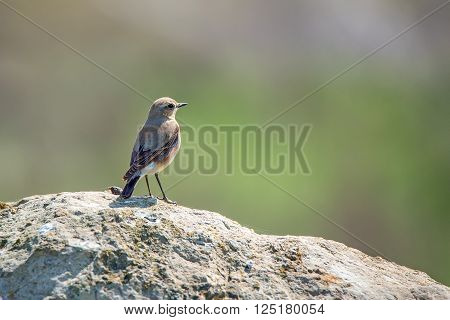 Female of northern wheatear (Oenanthe oenanthe) in wild nature