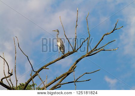 Gray heron on tree in the National park in Italy