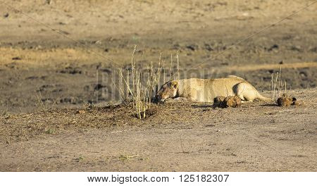 Lioness lying on sand in ambush looking alert for prey