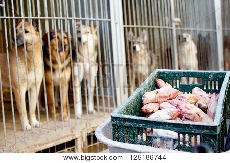 dogs in cages waiting for feeding. stray dogs in the dog shelter