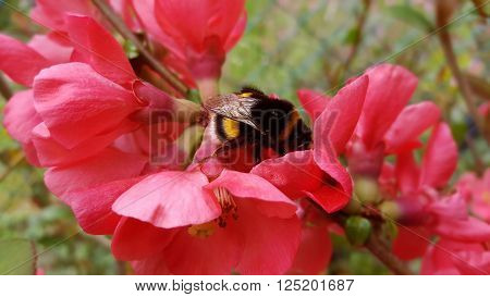 Save
Download Preview
Large Earth Bumblebee (bombus Terrestris)
Large Earth Bumblebee (Bombus terrestris) on the blossom of a garden flower