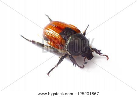 Aphodius Scrutator, Dung Beetle, Isolated On A White