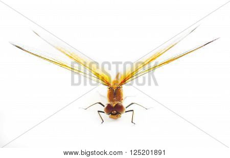 Big Orange Dragonfly isolated on white background