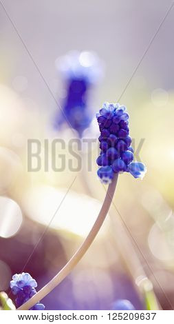 Blue spring flower of a muskari in the morning
