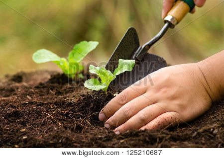 Farmer planting sapling into soil over sunlight in morning time