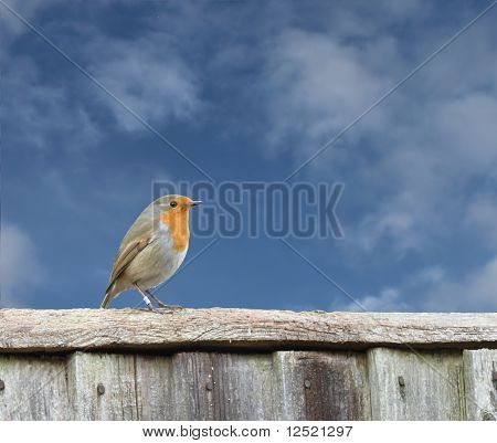 Robin on fence