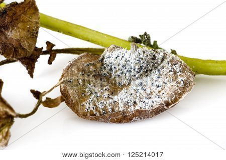 Mealybug On A Leaf