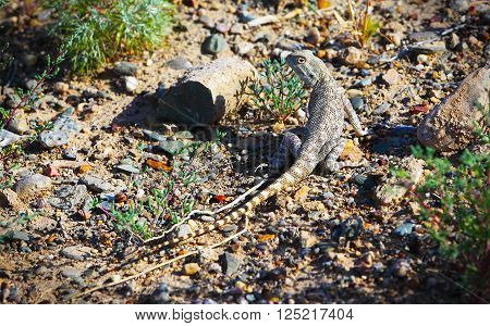 Trapelus sanguinolentus, lizard in Kazakhstan steppe, close up