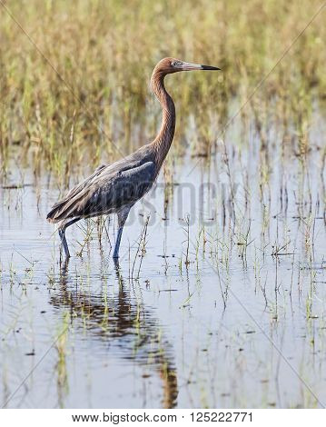 A reddish heron stands in a Florida wetland stalking fish in shallow water.