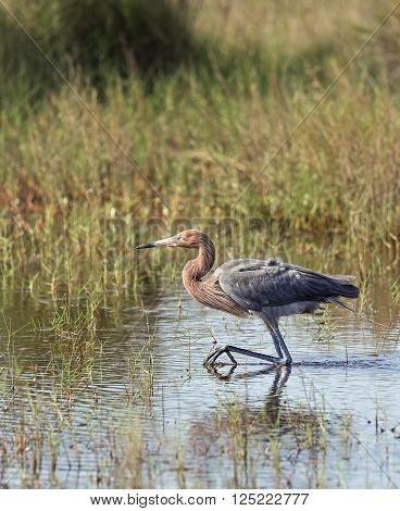 A reddish egret wades in a Florida wetland stalking fish.