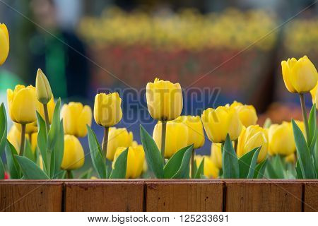 Tulip. Beautiful bouquet of tulips. colorful tulips. tulips in springcolourful tulip