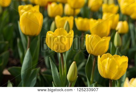 Tulip. Beautiful Bouquet Of Tulips. Colorful Tulips. Tulips In Spring,colourful Tulip