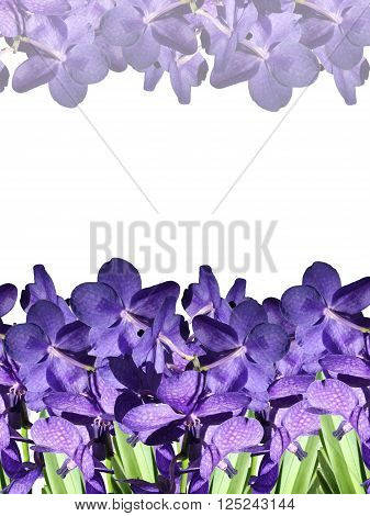 Floral background. Beautiful purple orchid Vanda. Background