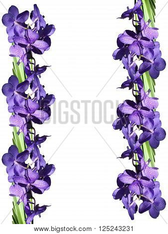 Floral background. Beautiful purple orchid Vanda. Background