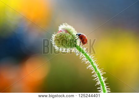 Photo taken in spring in my garden. It is a ladybird which likes walks in the green stalk of the poppy