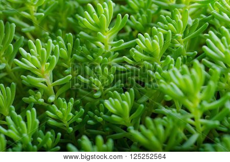 succulent moss close up in a summer city park.
** Note: Visible grain at 100%, best at smaller sizes