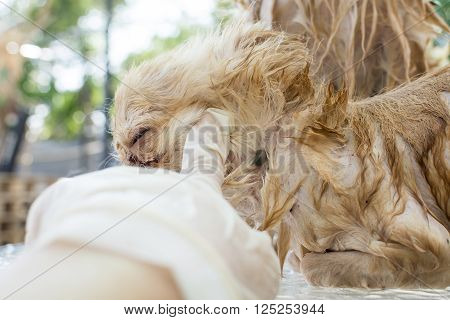 clean up adult brown dog ticks on neck chihuahua dog