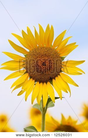 tournesol