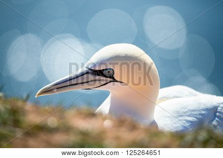 Northern Gannet Sitting On The Nest