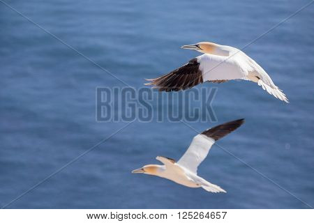 Northern gannet (Sula bassana), beautiful flying sea bird with blue sea water in the background, Helgoland island, Germany
