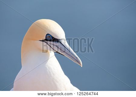 Northern Gannet Sitting On The Nest