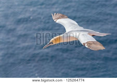 Flying Northern Gannet, Helgoland Germany