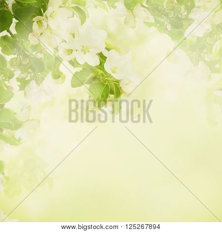 Fresh spring branches of apple tree with flowers, natural floral seasonal easter background. Suitable for greeting cards and invintation.