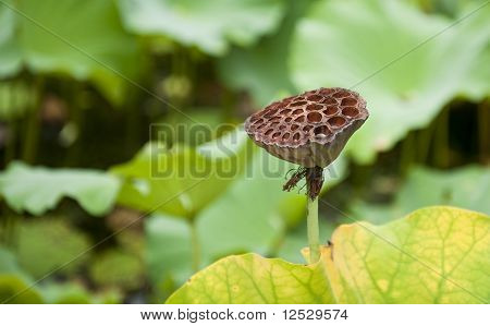 Lotus ovoce
