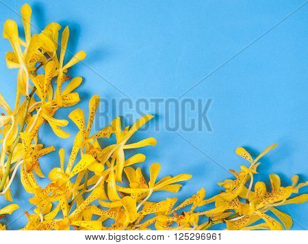 Yellow Mokara Orchids in a Blue background. (picture with space for text)