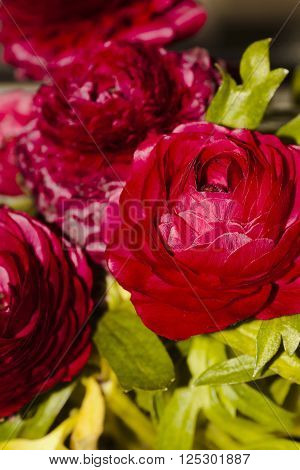 persian ranunculus flowering indoors in a pot