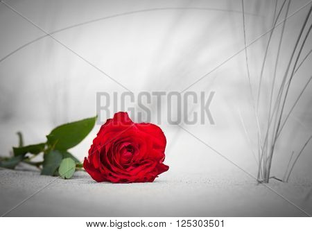 Red rose lying on sand on the beach.. Concept of romantic love, romance, but may also symbolize a loss, melancholy, memory of the past etc.  Color against black and white