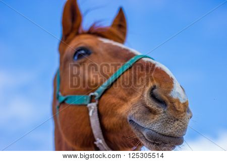 Horse smile on the portret background sky
