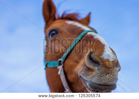 Horse smile on the portret background sky
