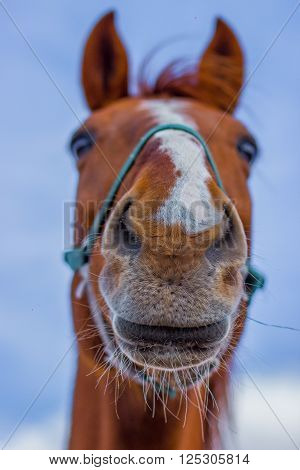 Horse smile on the portret background sky
