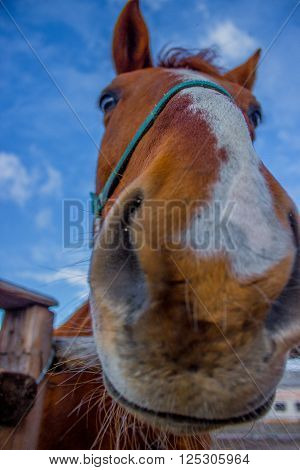 Horse smile on the portret background sky