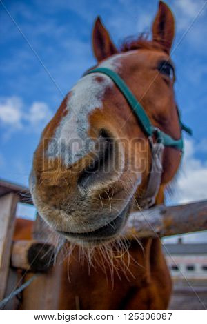Horse smile on the portret background sky