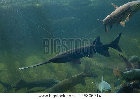 American paddlefish (Polyodon spathula). Wild life animal. 