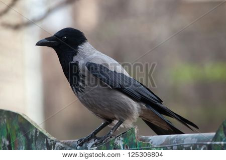 Hooded crow (Corvus cornix). Wild life animal. 