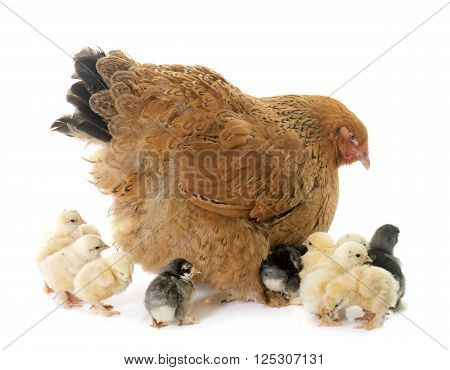 brahma chicken and chicks in a studio
** Note: Shallow depth of field
