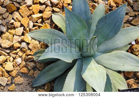 An agave seemanniana plant within the desert greenhouse in Chenshan botanical garden shanghai China.